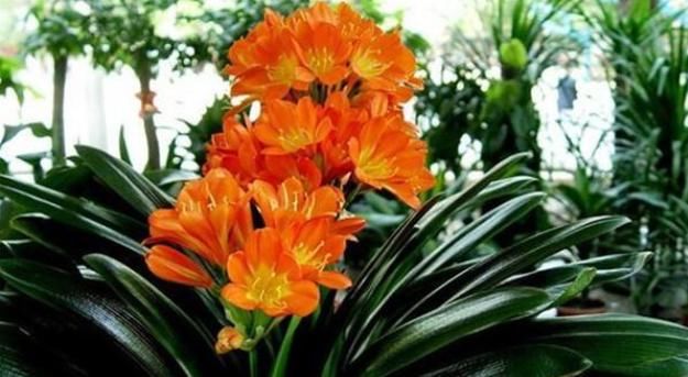  方法|君子兰夹箭，叶子长歪的正确处理方法