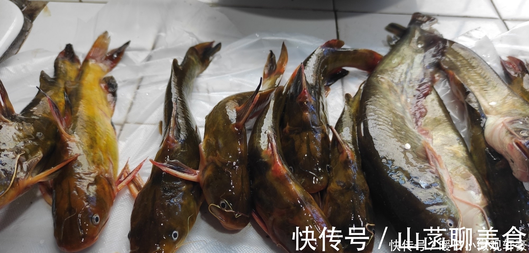 失误|野钓巨物细节决定成败，一次失误半月努力就白费了，慎重！