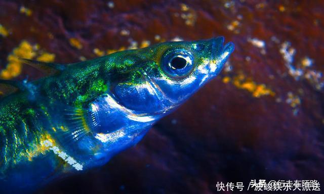 千年古井的秘密:发现至今从未干涸,举报潜水者有万元奖金