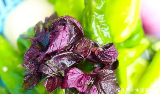 它是“植物黄金”,野外遇到别手软,抓一把煮鱼,比料酒都管用