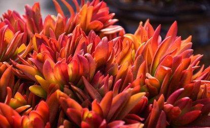 春天养多肉火祭,简单“三步走”,叶子红艳似火苗,谁见了都夸美