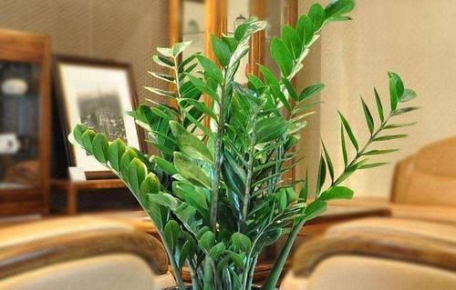 发财树|客厅养花就选此5种，不但好养易活，而且大气耐看还旺财
