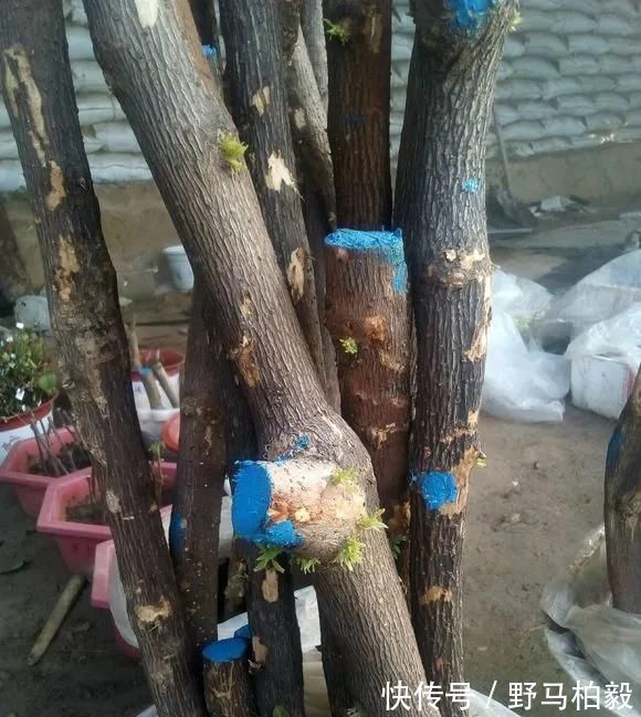 这2种大粗杆插土里，2周能生根，成活后还可以做成盆景造型