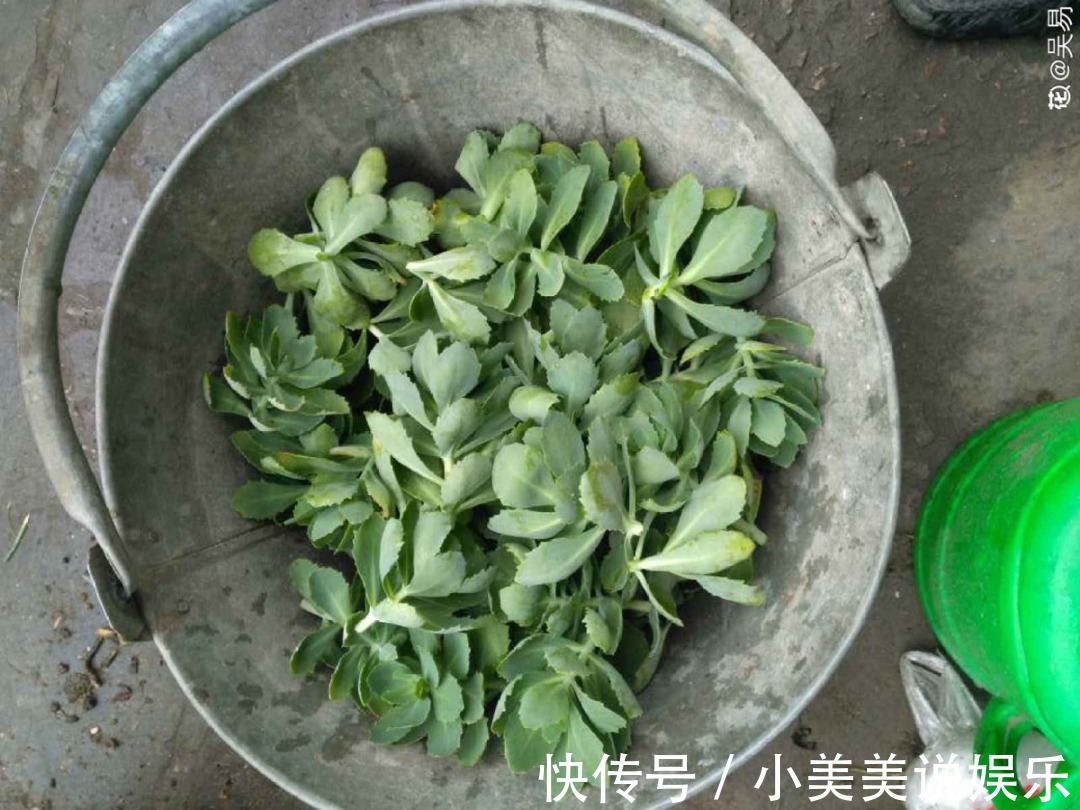 长春花|7种花最干净,门口、窗台放一盆,蚊虫不敢靠近!