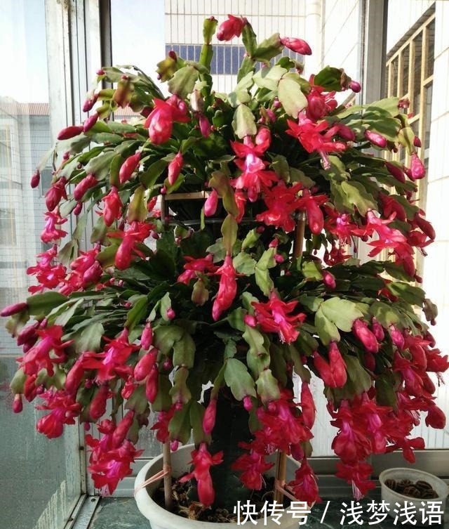 蟹爪兰花苞未开，就已经枯萎，快停止这“3动作”！还能开一茬花！