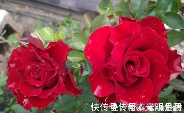 花型|3种花超让人喜欢，美若牡丹芍药，又美又香，花期长，盆栽也可以