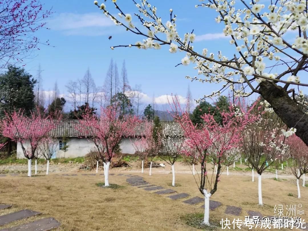 成都千亩海棠、数百亩梅林满树繁花似锦 约吗?