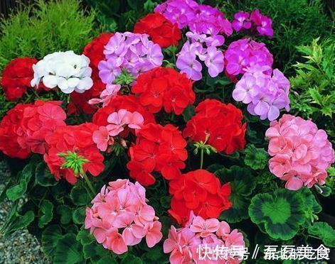 新手养护花卉，就养沾土就活，见光就旺的花卉，花开一整年！