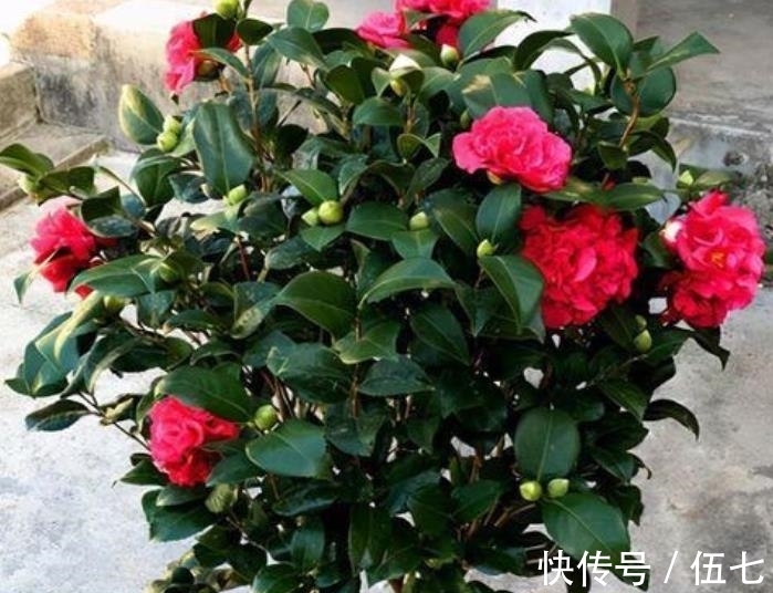 忘了月季吧,此花颜值高香味浓,零下20℃照样生机勃勃