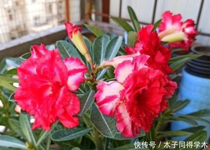 适合冬季养护的花卉，好活易爆盆，花姿妖娆，四季繁花似锦
