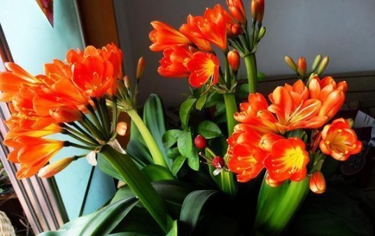 养分|花店老板说往绿萝君子兰盆里塞点它,叶子黑亮,疯狂开花!