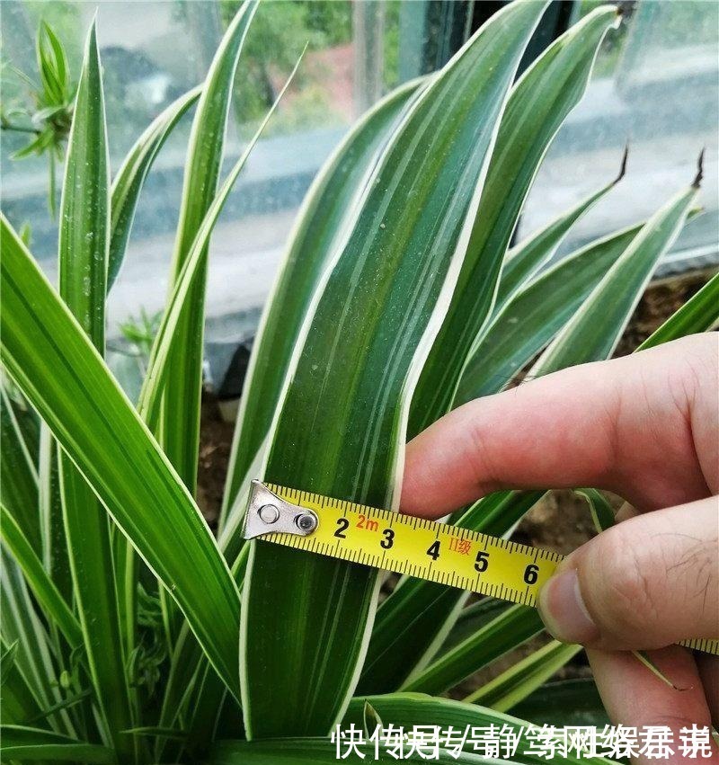 主子们|养吊兰,一年四季只用2招,叶片3厘米宽,叶片长得又密又绿!