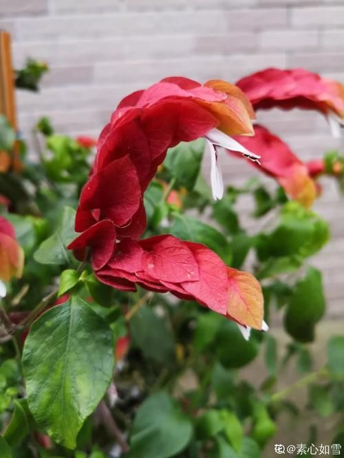 10种“稀罕花”，连名字都认不全，竟然拼命掏钱买