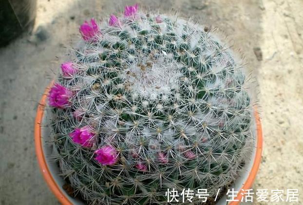 小球|夏季养活仙人球，避开这“3点”，安全度夏没有危险