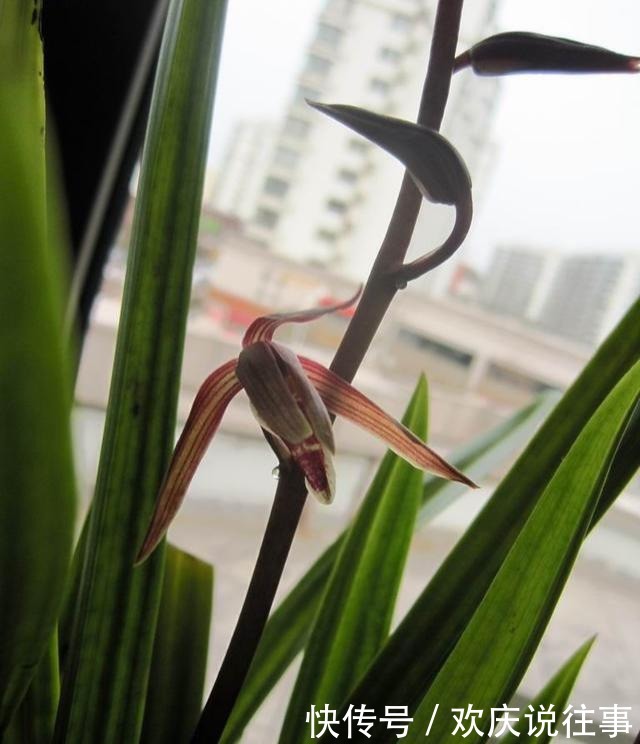 报岁|让人一眼就爱上的兰花,不娇不媚,清新脱俗,报岁香兰,墨兰企黑