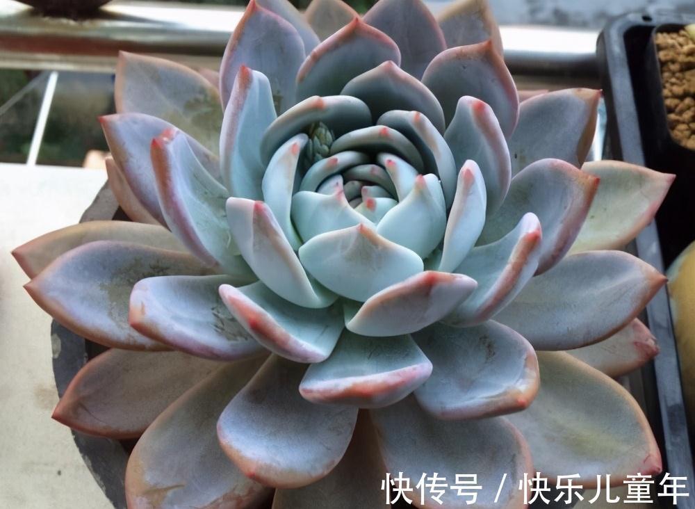 两种极好塑形的多肉,美观外形,各有千秋,但却都怕晒太阳