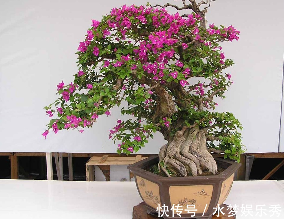 弱酸性|家庭养三角梅,不达到这4个条件,盆栽很难四季开花