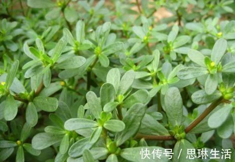 抗衰老野菜|女人不想老得快,脸上长满皱纹,3种野菜,美容养颜,抗衰老