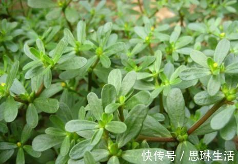 抗衰老野菜|女人不想老得快，脸上长满皱纹，3种野菜，美容养颜，抗衰老