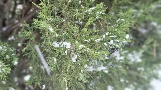 青岛理工大学|今日小雪｜青岛理工大学的雪，你还记得吗？