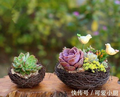 多肉养来养去总长不大，是这里出问题，肉友请来看这里