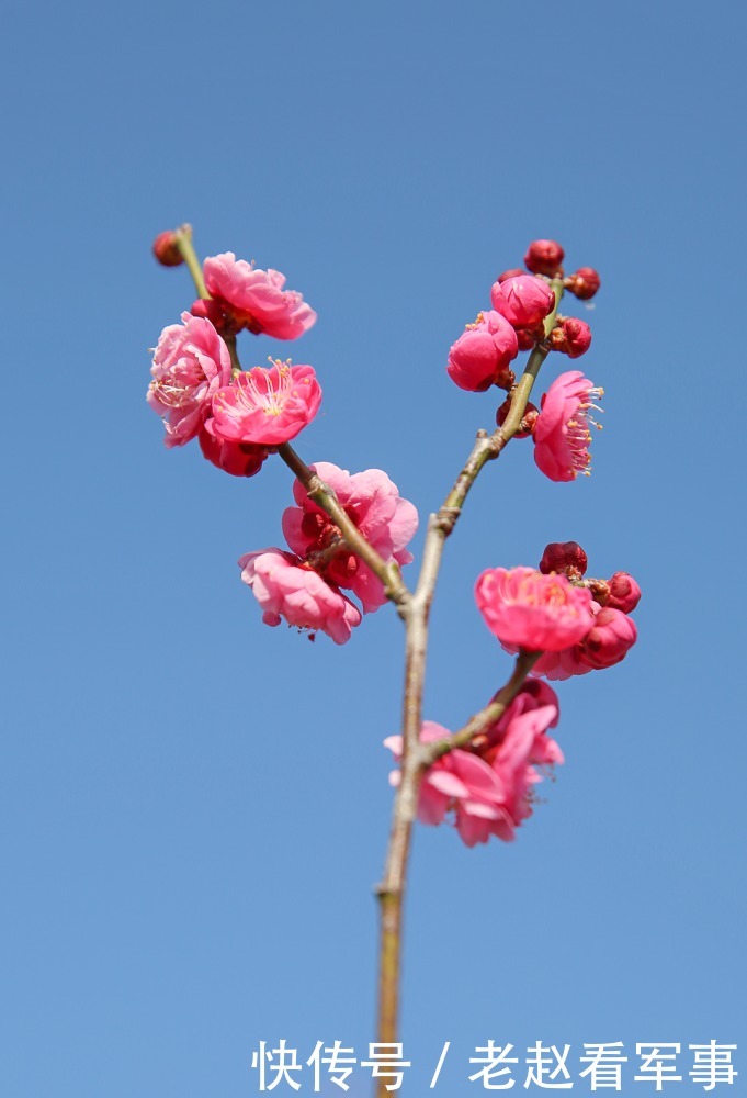 赏景啦！新年添喜色，西昌湿地公园梅花绽放