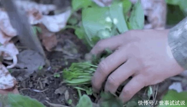 东北的5月，是吃山野菜最好的时候，比肉还香！