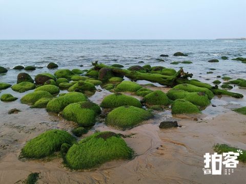 海口海湾有片“绿石滩”|拍客 |海口海湾有片“绿石滩”\＂,\＂i16\＂:\＂拍客