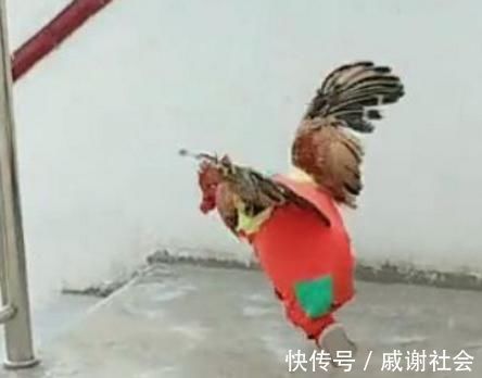衣服|4岁儿子怕大公鸡冷,硬要给公鸡穿衣服,随后画面,宝妈笑喷了