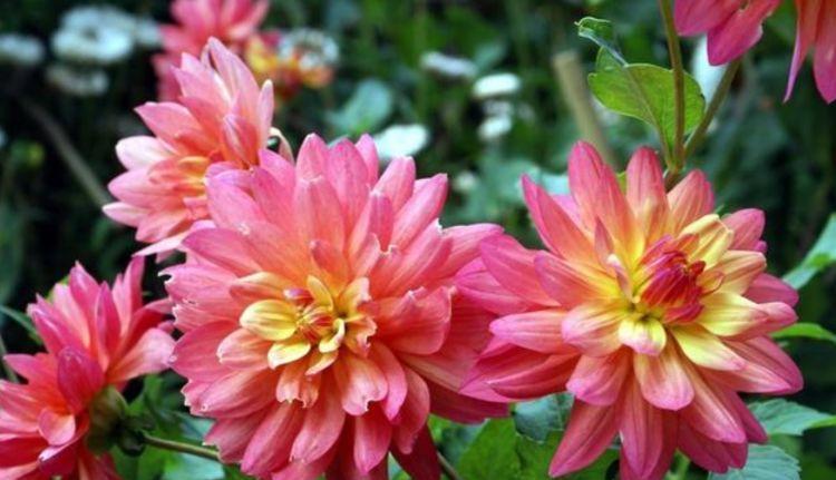 4种花是懒人福音,丢在水里就会疯长,新手都能养爆盆