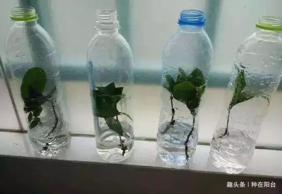 零成本将90地球植物种在阳台上 ,台长教你水陆两栖扦插法