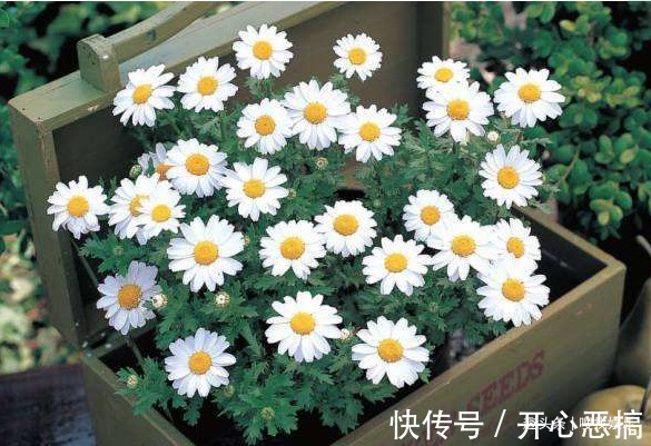 此花花姿清新,盛开时宛如花中隐士般高贵优雅,神秘而不可侵犯