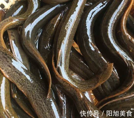 猪肉|被人“嫌弃”最多的鱼,白送都没人要,比猪肉营养,好吃还不上火