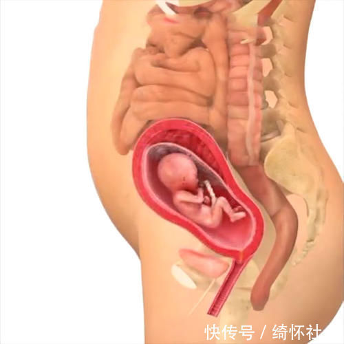 发育|孕期40周胎儿生长发育组图,胎儿是这样一天天长大的