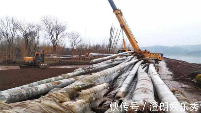 竹子|世界最大竹子,砍断能当水桶,竹笋和成年人一样大,就在中国