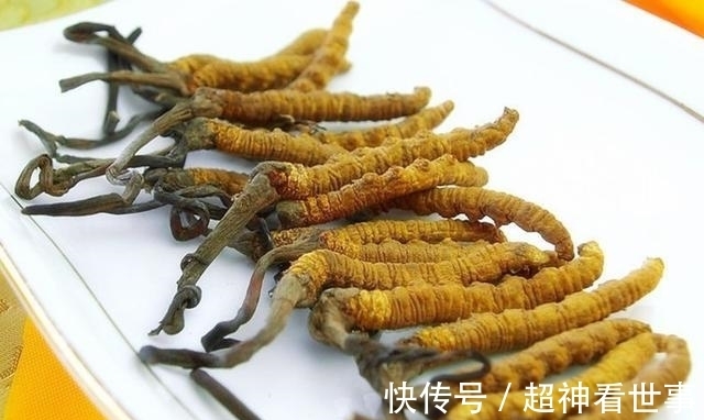 幼虫|被称为“神药”的冬虫夏草,如何走下了神坛?专家给出最好的解释