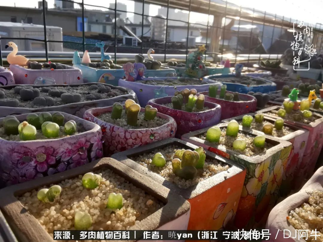 入多肉坑八年,始于初心,一切但求无愧于心