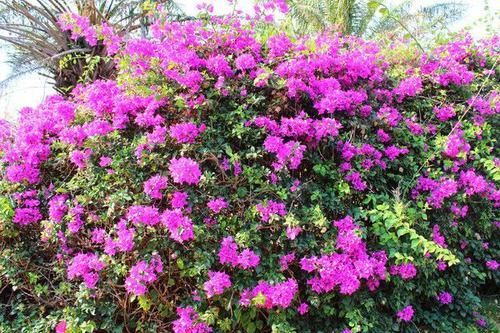 养了5年三角梅，从不控水，依然爆花，教你两招，一茬接着一茬开