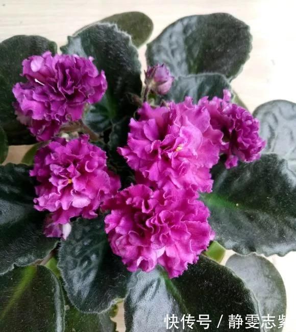 种花|不要再养绿萝吊兰了,快来试试时下最流行的3种花,漂亮又好看