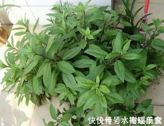 糖尿病患者|被称为“救命草”的野草,对糖尿病、高血压有奇效