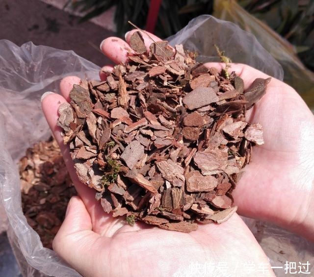 养花土不用买,3种料放在花盆下,就是花卉万能土,养啥旺啥!