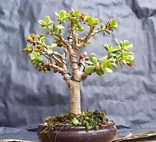 塑造|适合布置成盆景的几种多肉植物,可以塑造合适形态,不用频繁给水