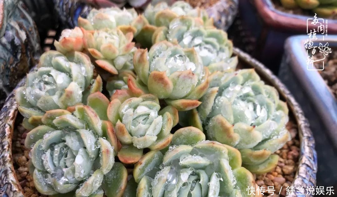 楼顶的多肉,让我的生活无意间打开了一个新世界!