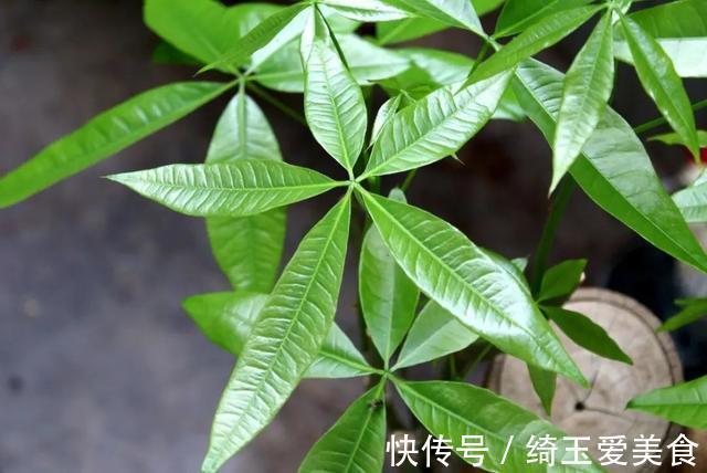 发财树|金钱树与发财树，谁更旺？左右为难，不如一起栽培