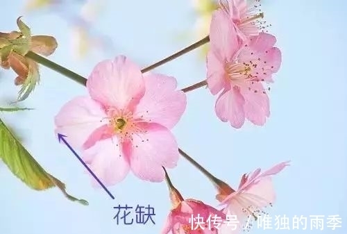 step|梅花樱花桃花杏花梨花李花，傻傻分不清楚？