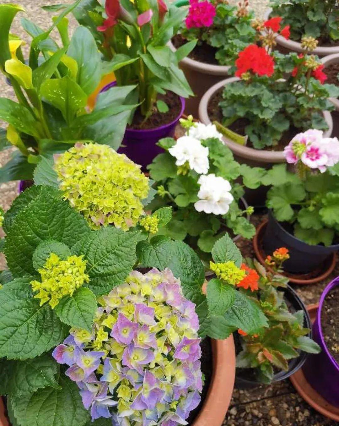 门口种了一棵花，竟被说是不吉利，怼回去：关你P事