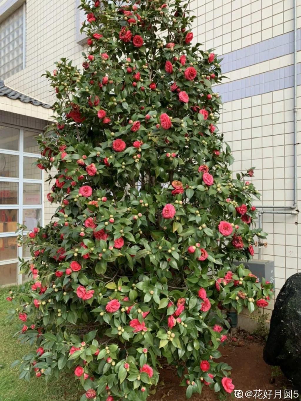 大门口种的花，开花好看，回忆满满