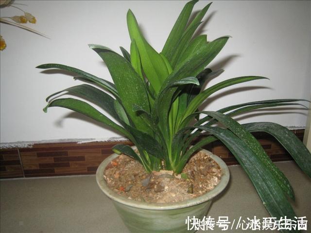 兰科类|君子兰的正确养殖方法,不要再乱养君子兰了进来看一下正确方法