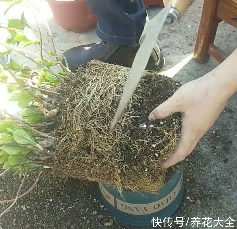 9种花是富贵命，必须大盆养，小盆养会憋死