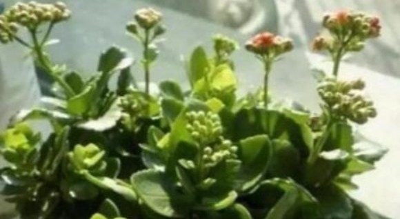 长寿花喝上“天然促花水”,30天就开爆盆,开完还开